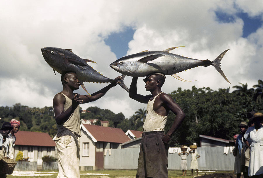 Fishermen Saint Lucia Photograph By Luis Marden National Geographic Fishermen In Saint Lucia Balance Photo National Geographic National Geographic Magazine