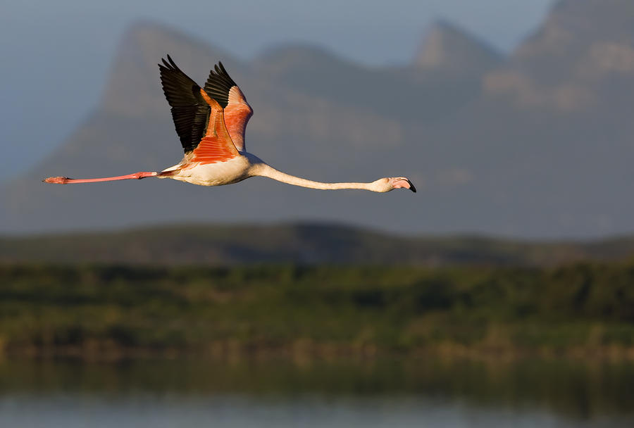 flamingo in flight