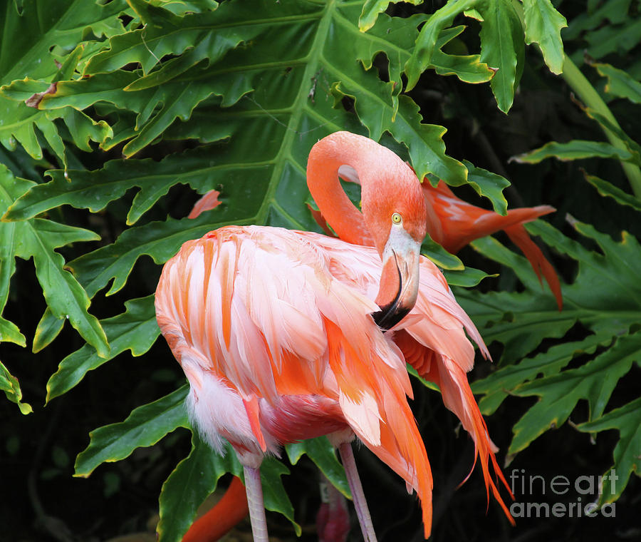 green flamingo green flamingo