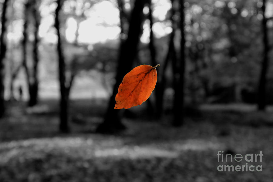  - floating-leaf-carl-whitfield