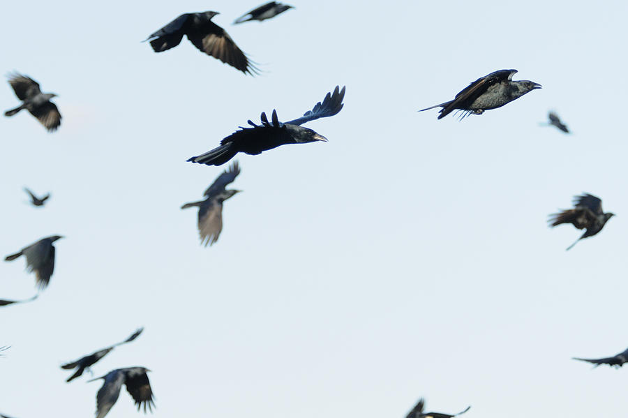 flock-of-crows-photograph-by-bradford-martin