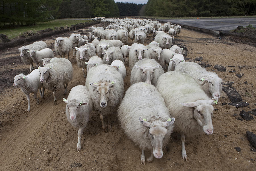 flock-of-sheep-marcusrudolphnl.jpg