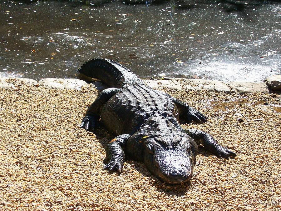 Alligator Escorts