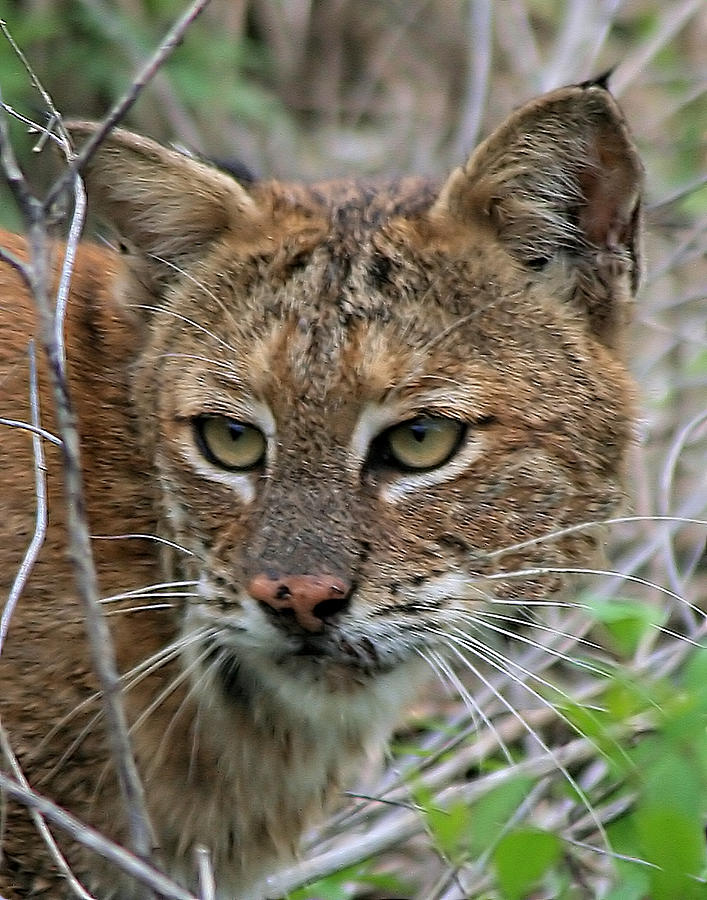 Florida Bobcat Photograph by Ira Runyan