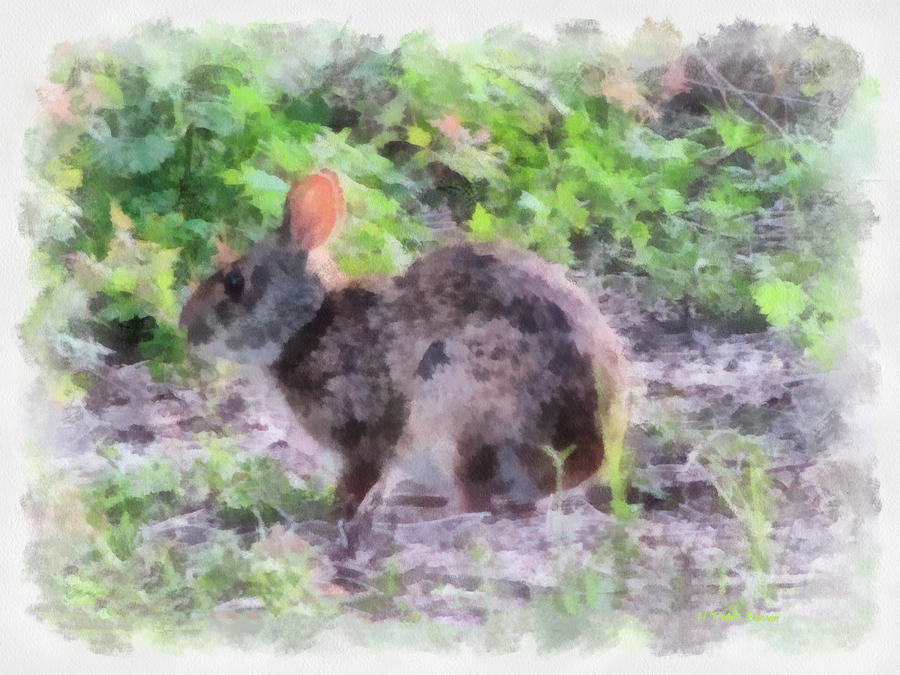 Marsh Hare