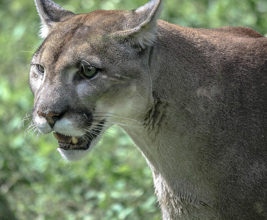 florida-panther-endangered-2-photograph-by-andrea-oconnell