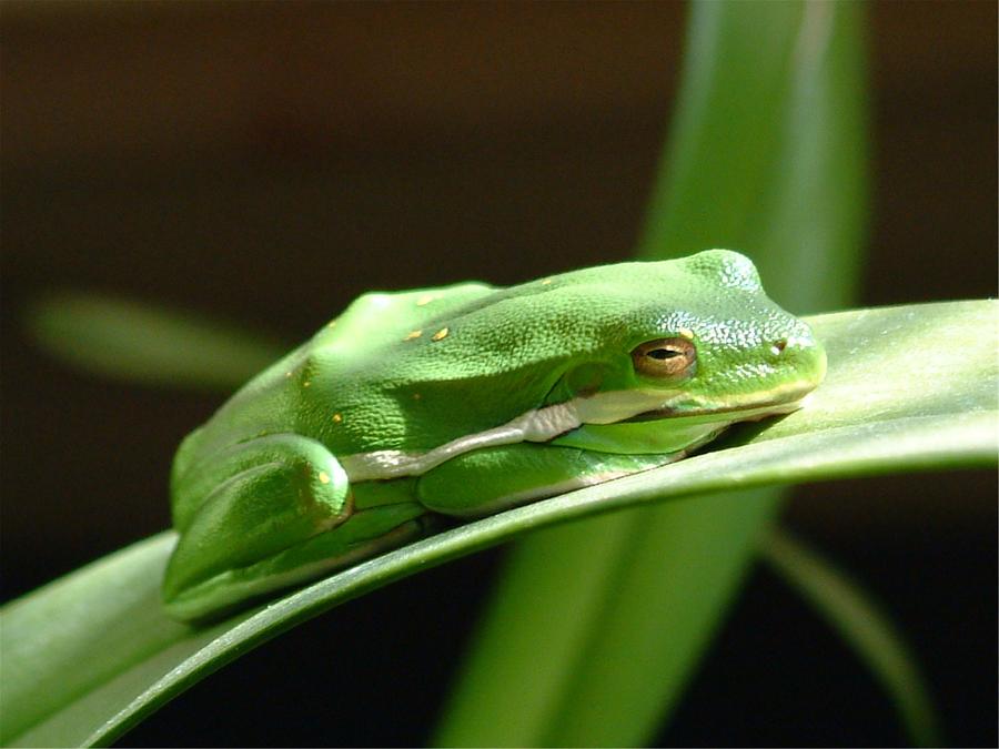 Florida Tree Frog by Ned Stacey
