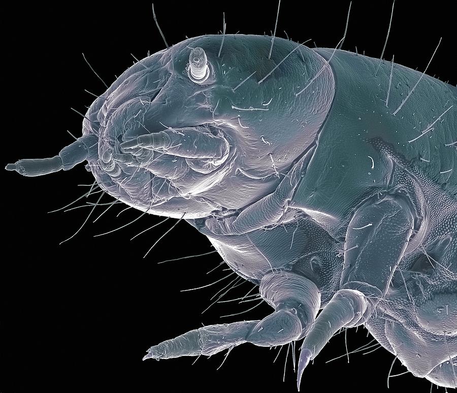 Flour Beetle Larva Sem Photograph By Steve Gschmeissner Pixels