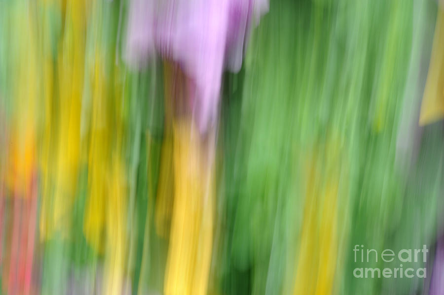  - flower-abstract-number-eight-catherine-lau