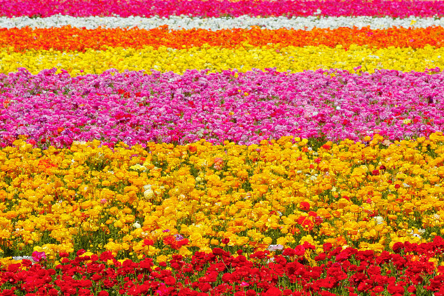 Carlsbad Tulips