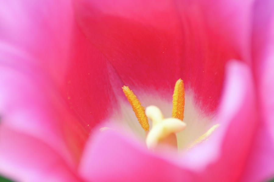  - flower-picture-with-focus-on-pistils-on-middleground-bruno-paolo-benedetti