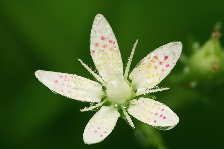 Yuri Flower