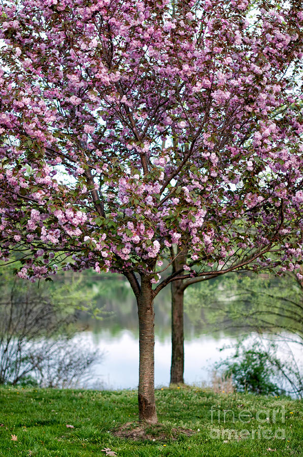 Flowering Cherry Tree Photograph by Barbara Dawson