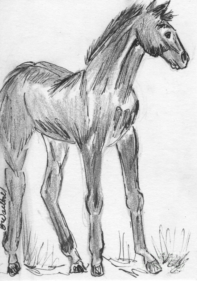 foal drawings