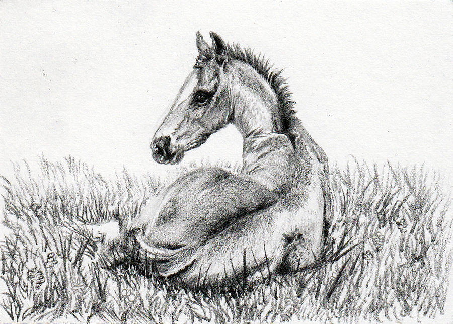 foal drawings