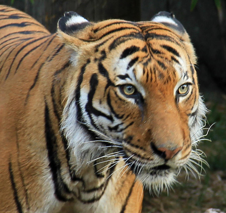 Focused Tiger Photograph By Naomi Wittlin Fine Art America