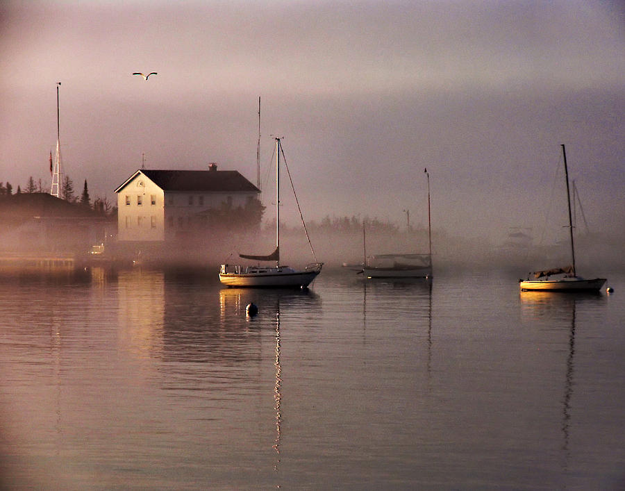 fog harbour