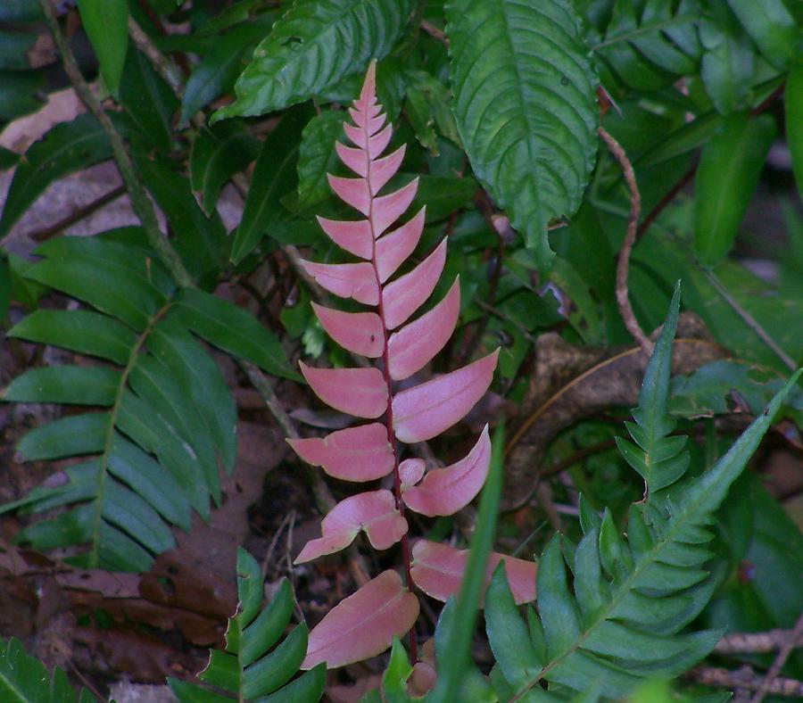 Forest Of Ferns