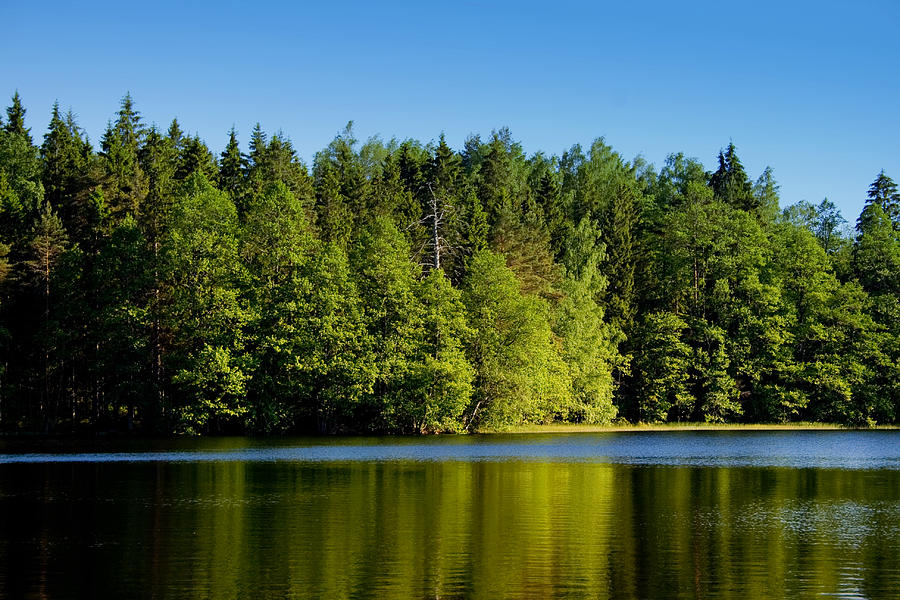 Download this Forest Lake Photograph picture