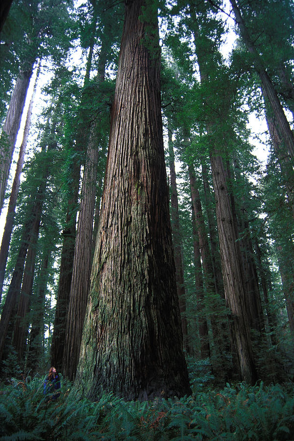 Sierra Trees