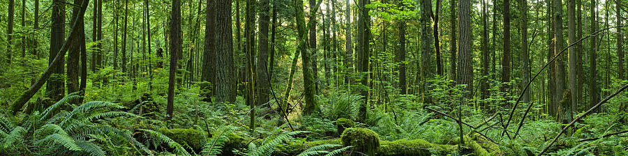 Forest Panoramic