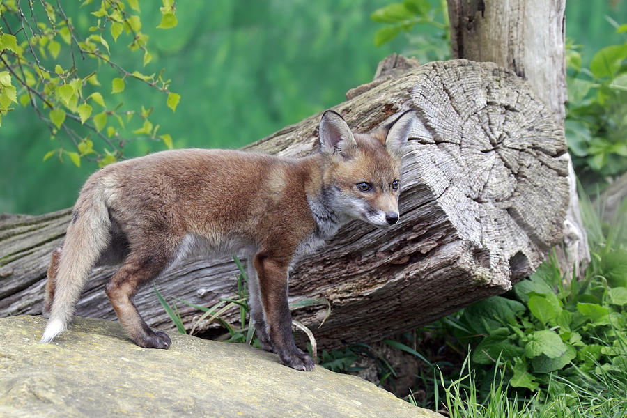Fox Den Photograph by Mlorenzphotography How Big Is A Fox Den