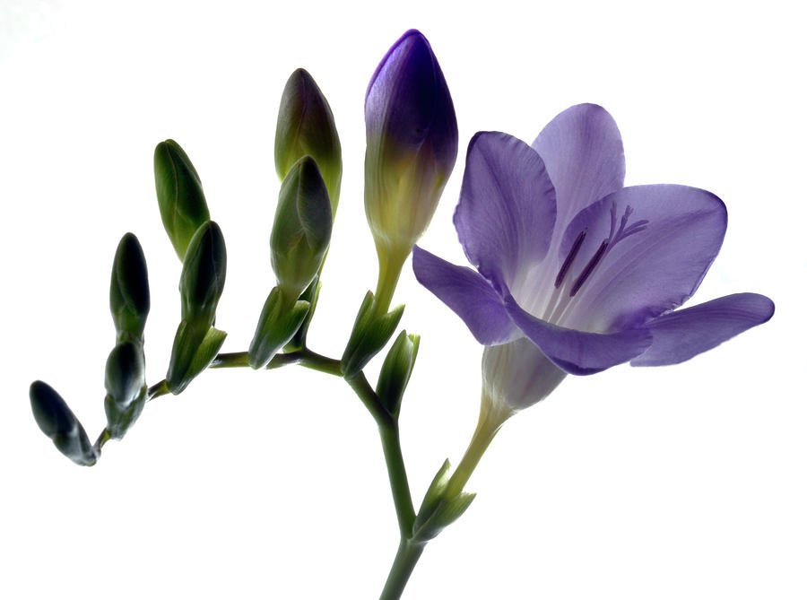 Fresh Freesia by Terence Davis