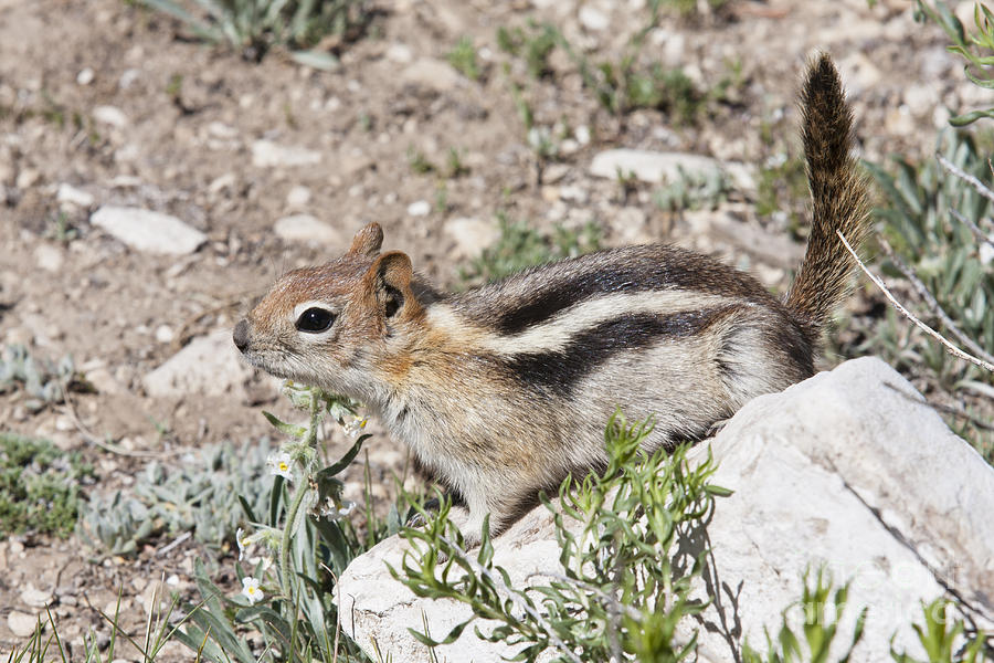 Friendly Chipmunk