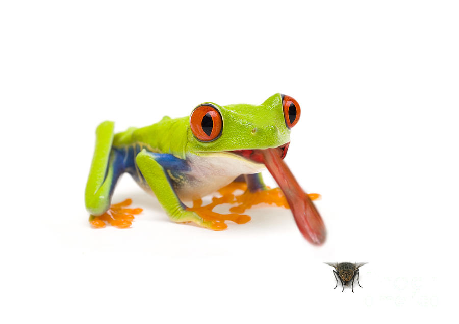 Frog Flies