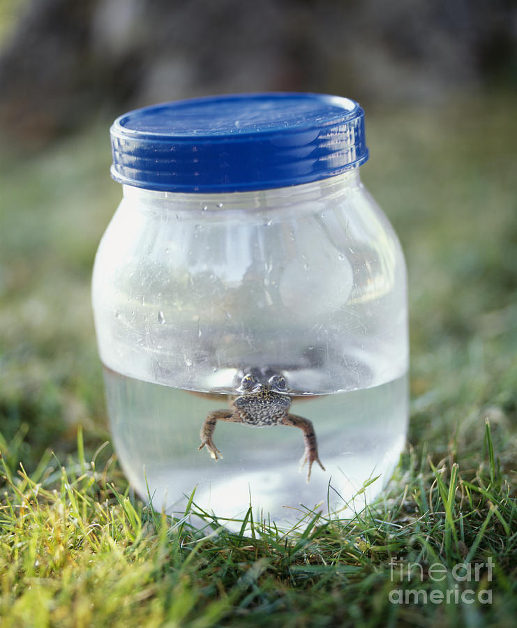 Frog In A Jar Photograph By Adam Crowley