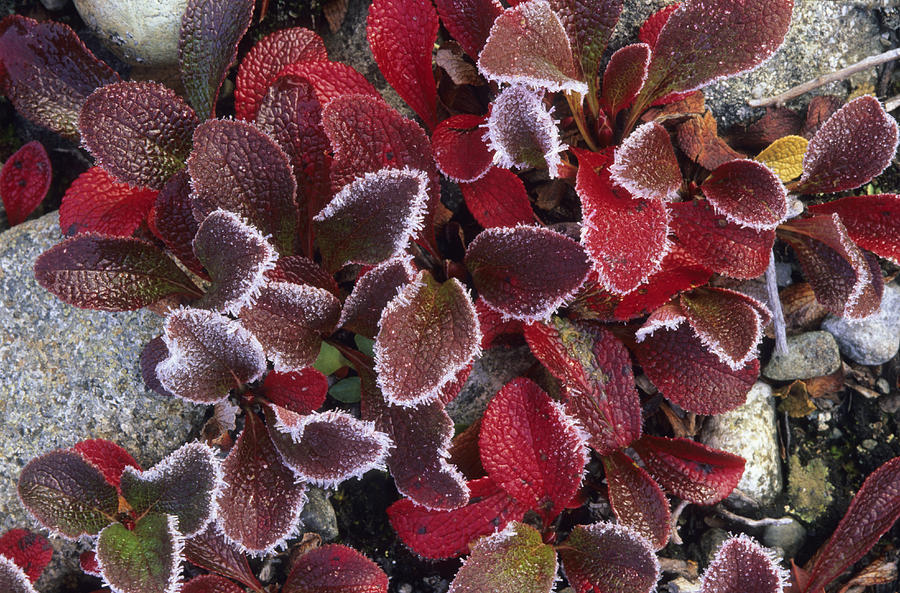 Alpine Bearberry