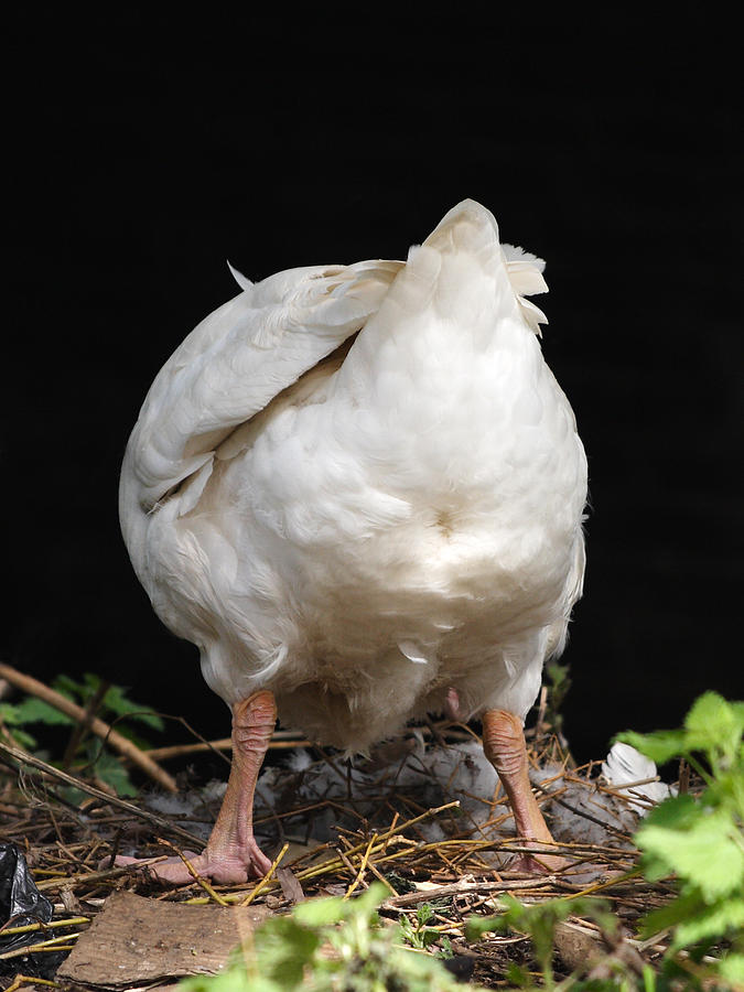 Funny Goose Photograph by Lynne Dymond