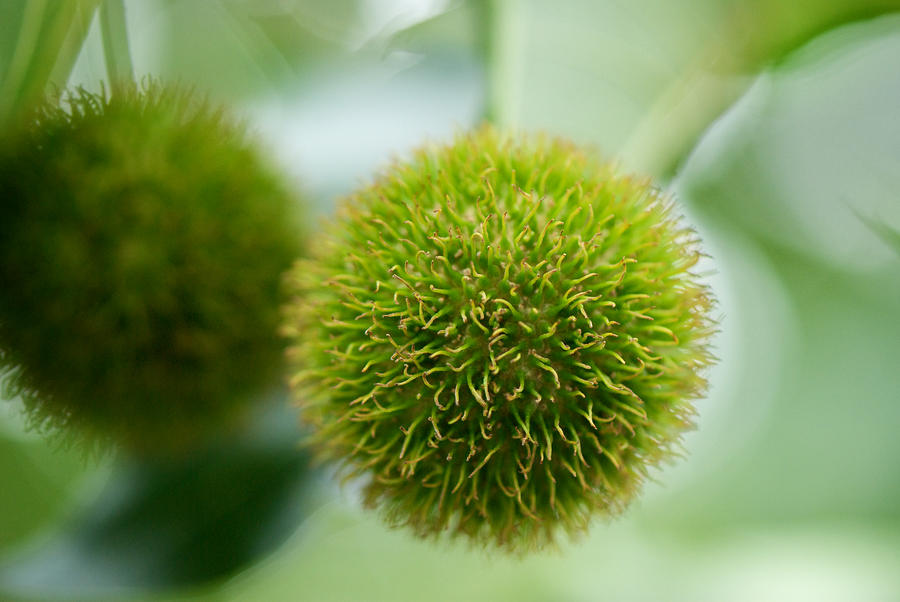 What Kind Of Tree Has Fuzzy Balls