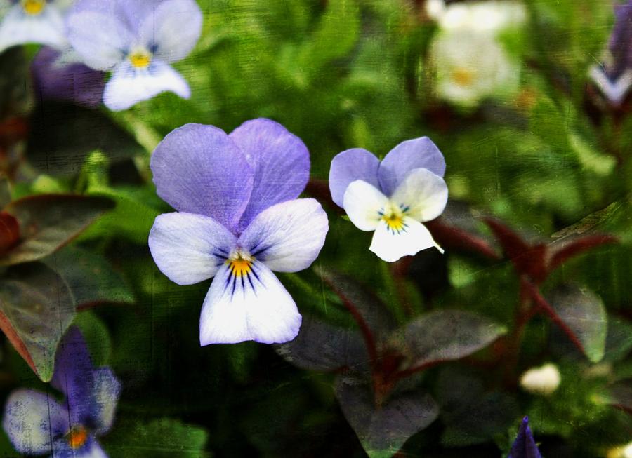 Garden Pansy