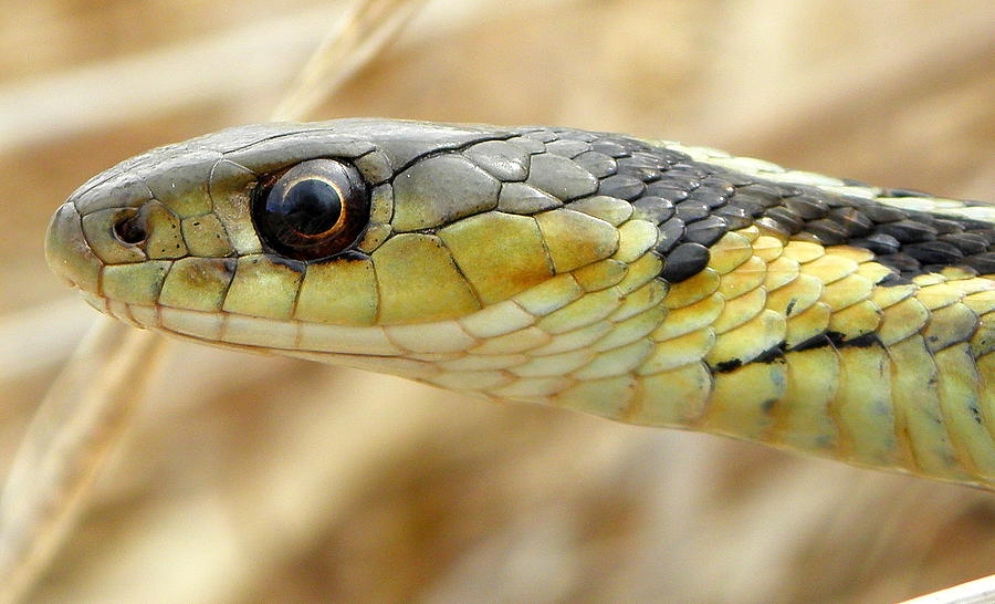 Snake Macro