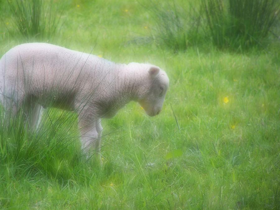 gentle lamb