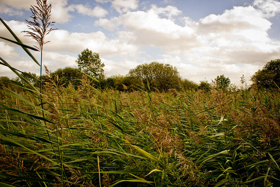 Gentle Breeze Photograph by Peter Phillips