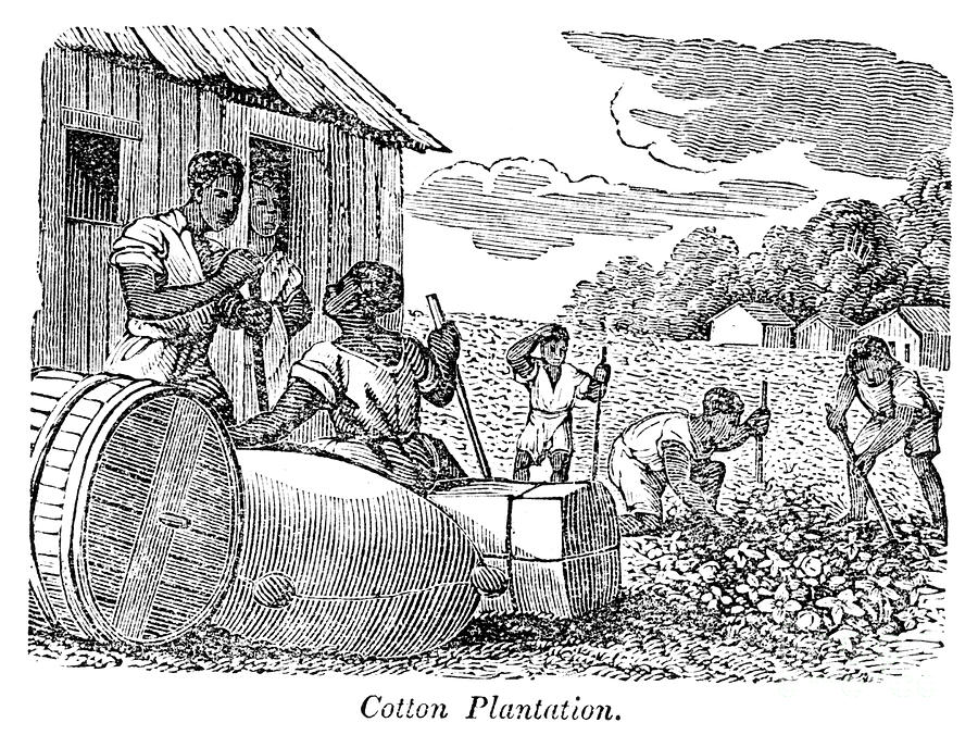 cotton plantation images