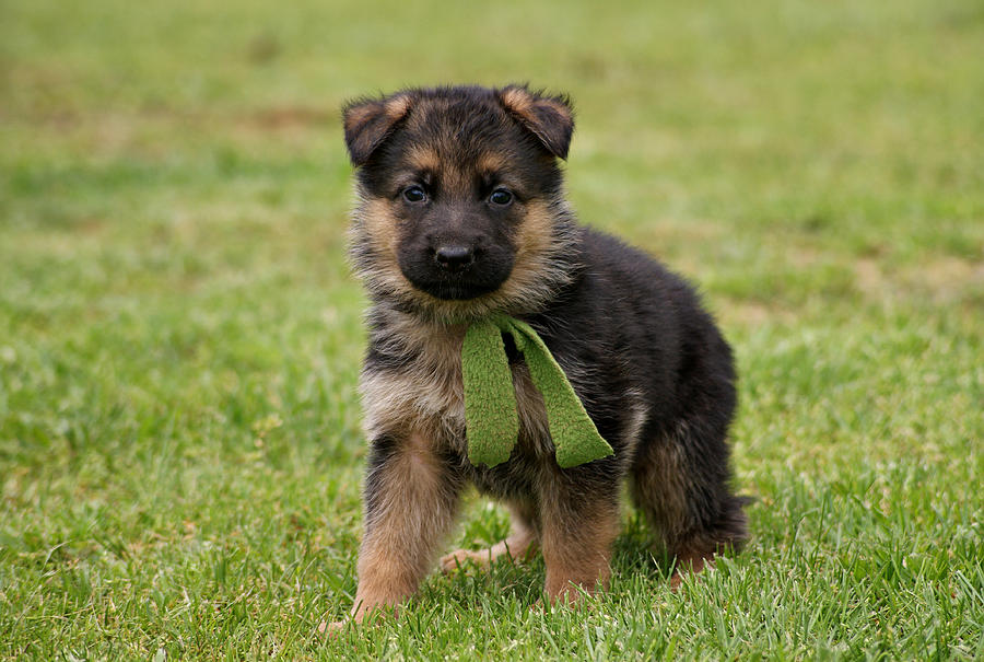 Alsatian Puppies Pictures