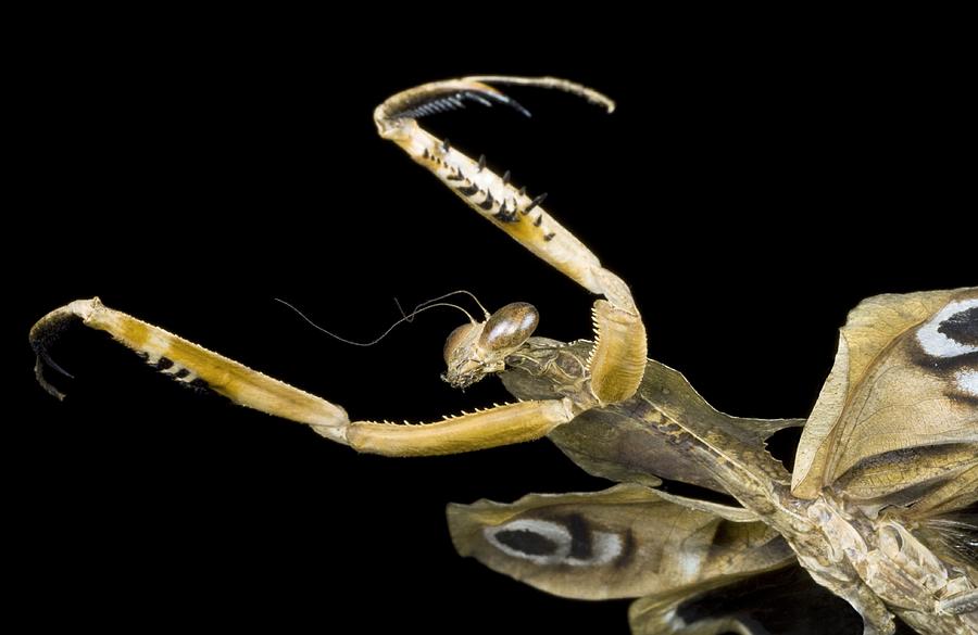 Giant Dead Leaf Mantis Head And Forelegs Photograph by Lawrence Lawry