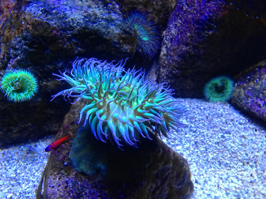Giant Sea Anemone