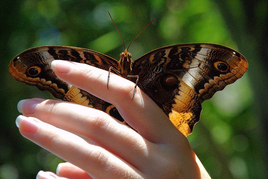 Butterfly In Hand