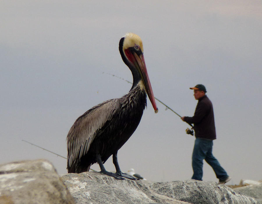 giant-pelican-jean-marshall.jpg