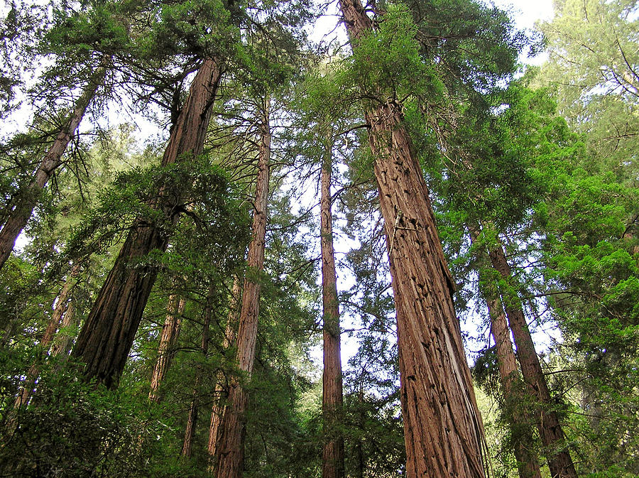  - giant-redwoods-in-muir-woods-diane-barrett