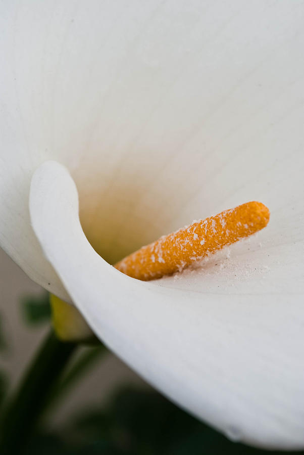 Giant Calla Lily