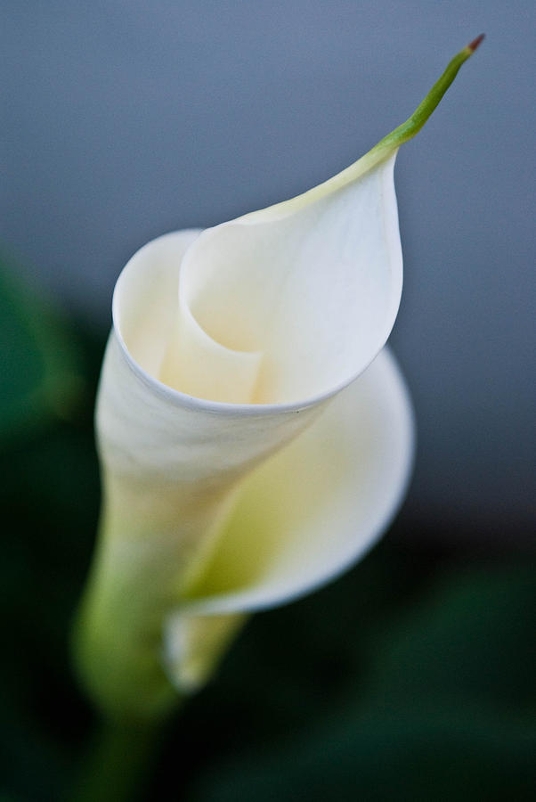 Giant Calla Lily