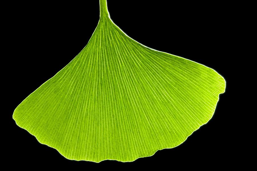 clip art ginkgo leaf - photo #12