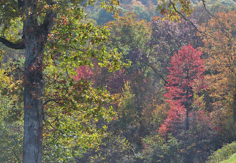 Going Into The Deep Woods Photograph By Carman Turner Fine Art America