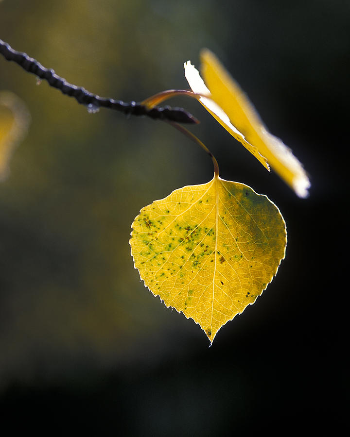 Golden Aspen Leaf Photograph by Gary Langley