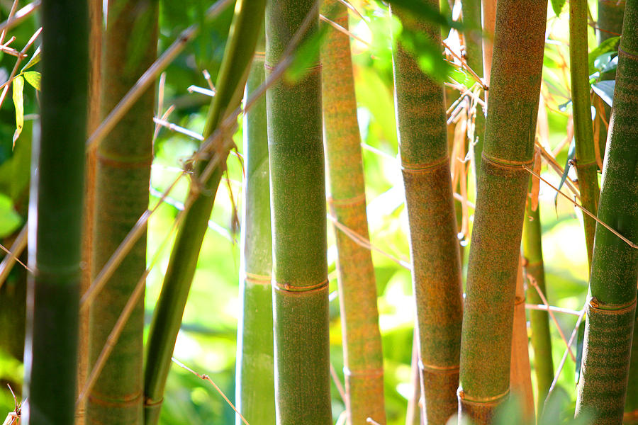 Golden Bamboo